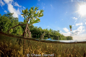 "Sanctuary"
A young Mangrove Plant breaks the surface. by Chase Darnell 